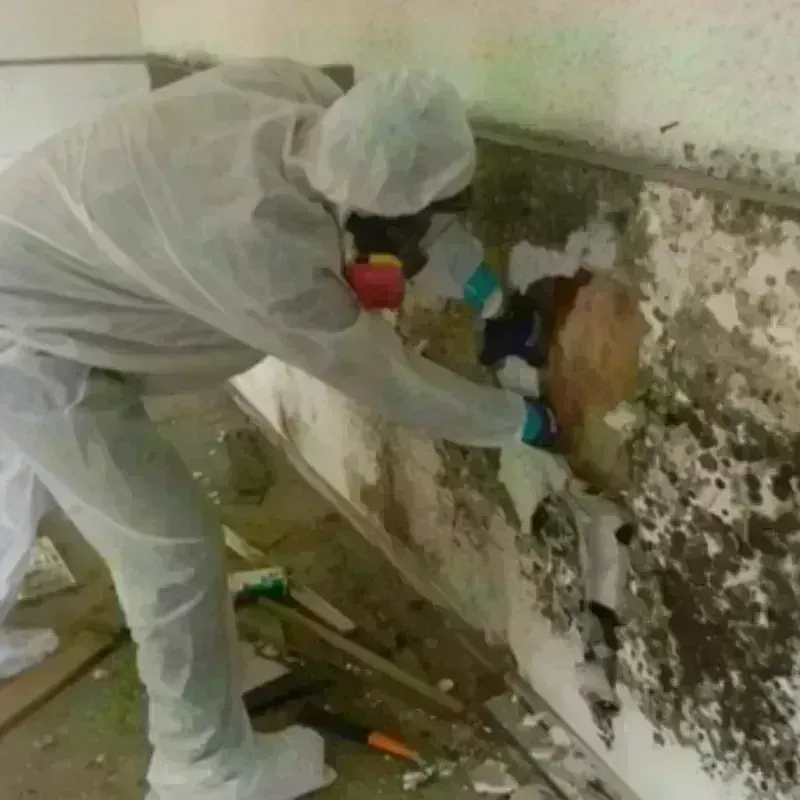 Mold Remediation and Removal in Amelia Court House, VA